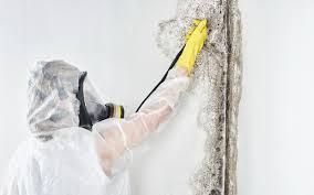 Trusted Augusta, KY Mold Removal Experts